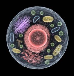 Organelle Organelle